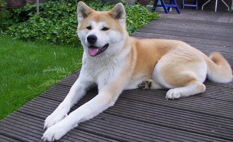 Akita Inu — perro