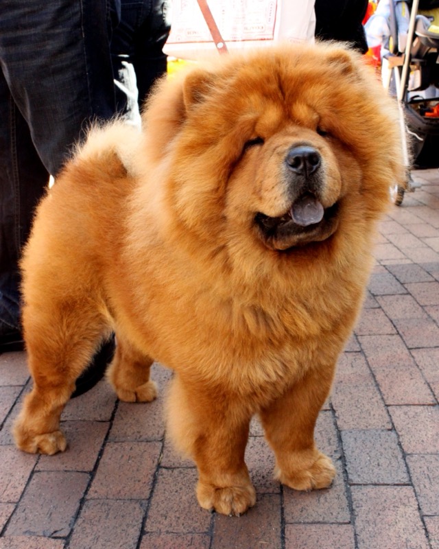 Chow Chow — perro