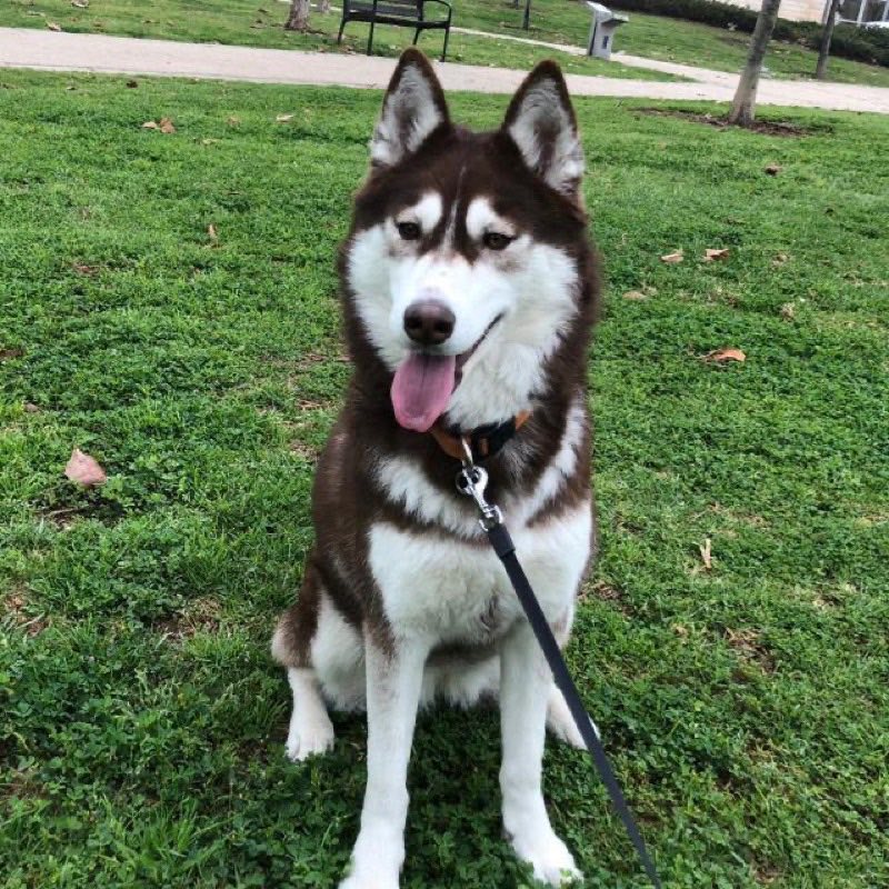Husky Siberiano — perro
