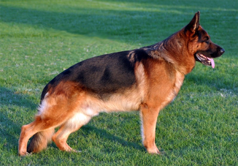 Pastor Alemán — perro