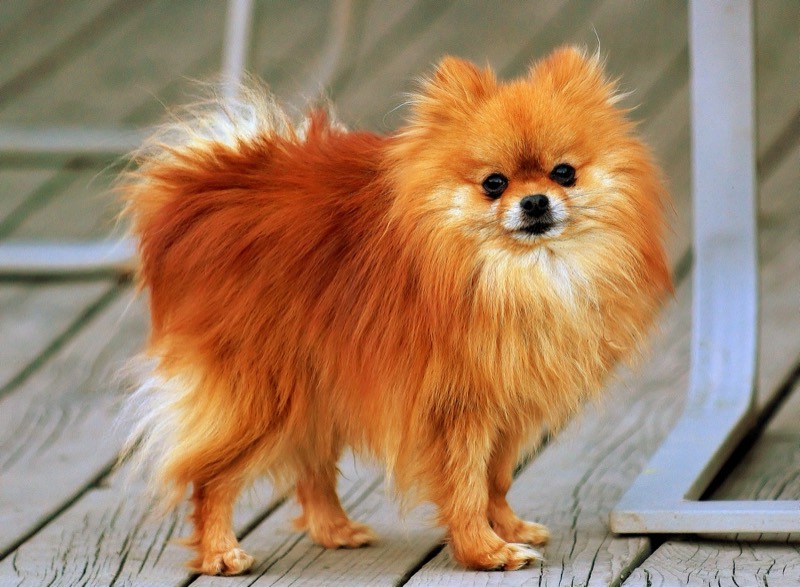 Pomerania — perro