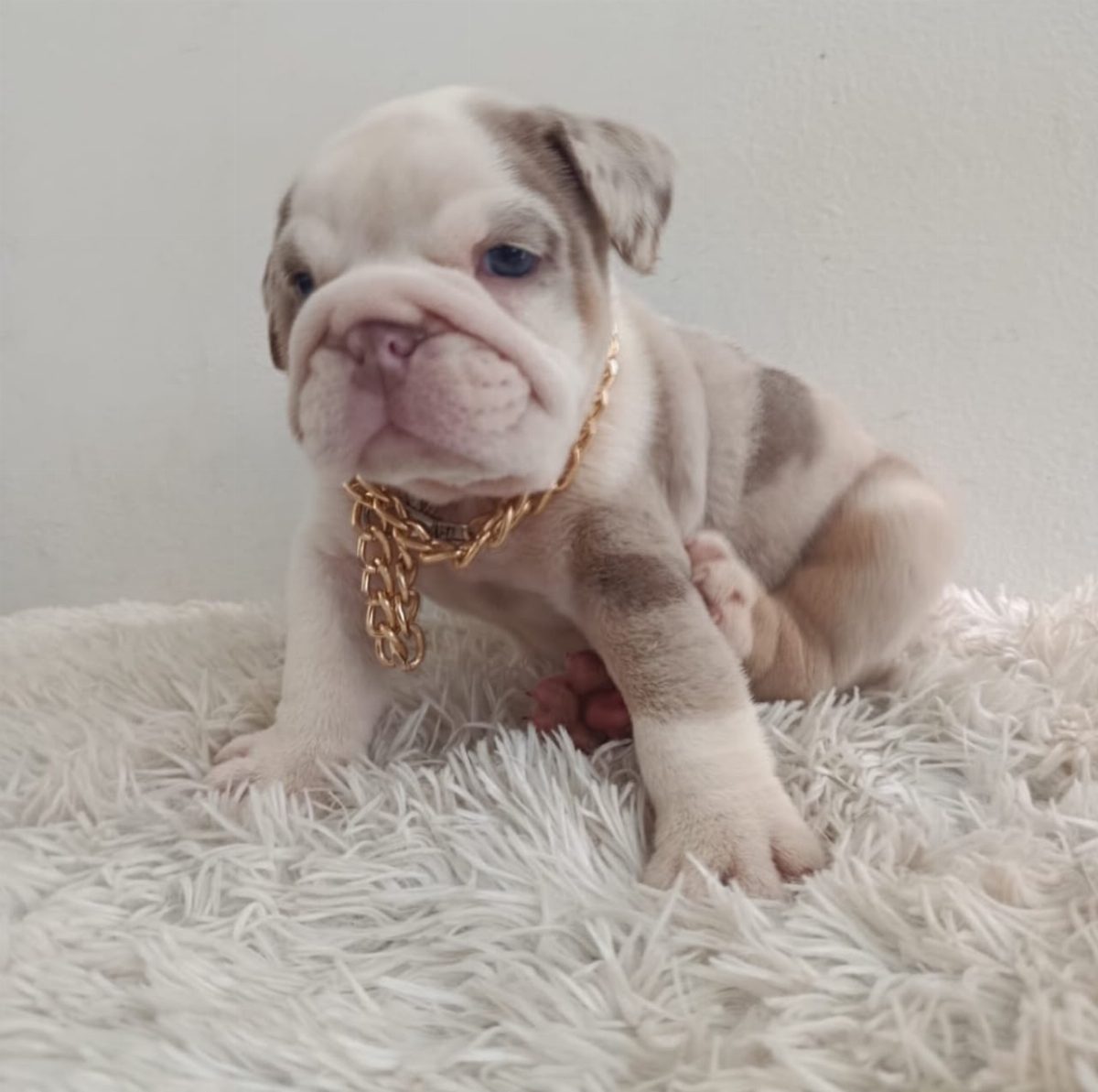 Bulldog Inglés — perro