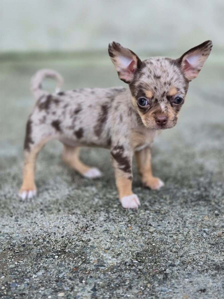 Chihuahua de pelo corto — perro