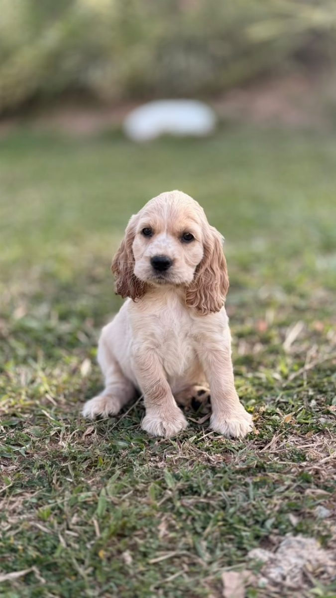 Cocker Spaniel Inglés — perro