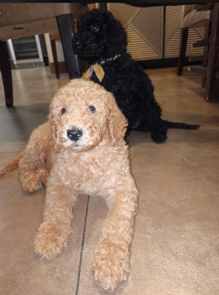 Goldendoodle — perro