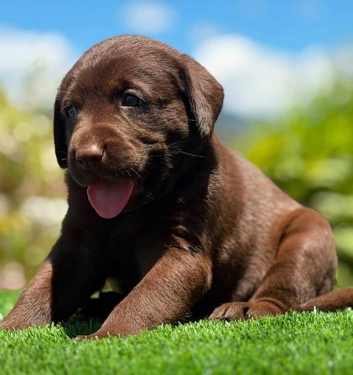 Labrador Retriever