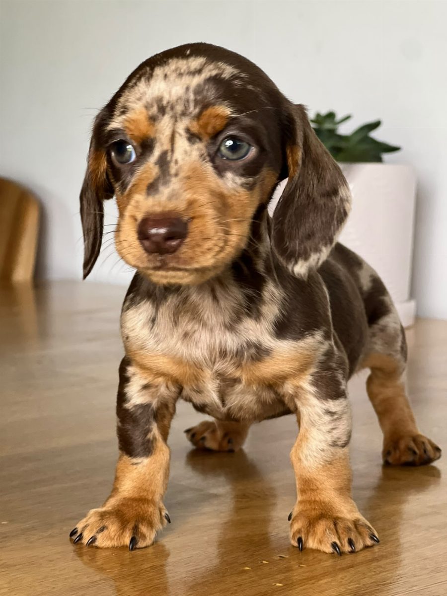 Teckel (Salchicha) — perro